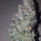 White Russian